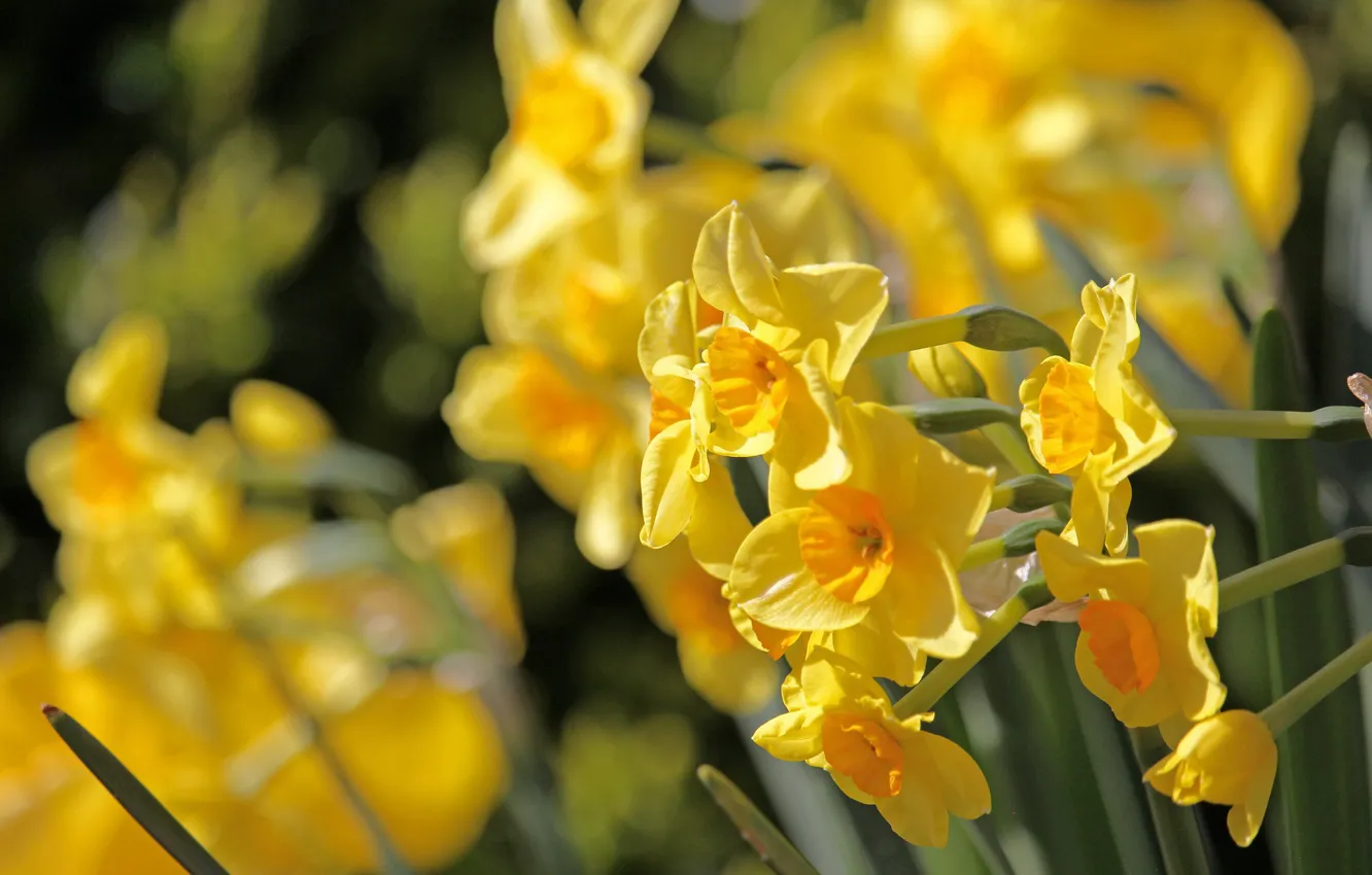 Фото обои жёлтый, весна, нарциссы, весенние цветы, osterglocken