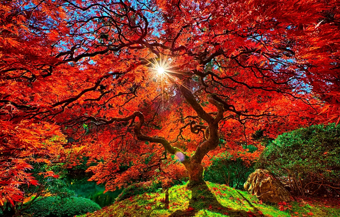Фото обои небо, листья, солнце, ветки, дерево, ПАрк