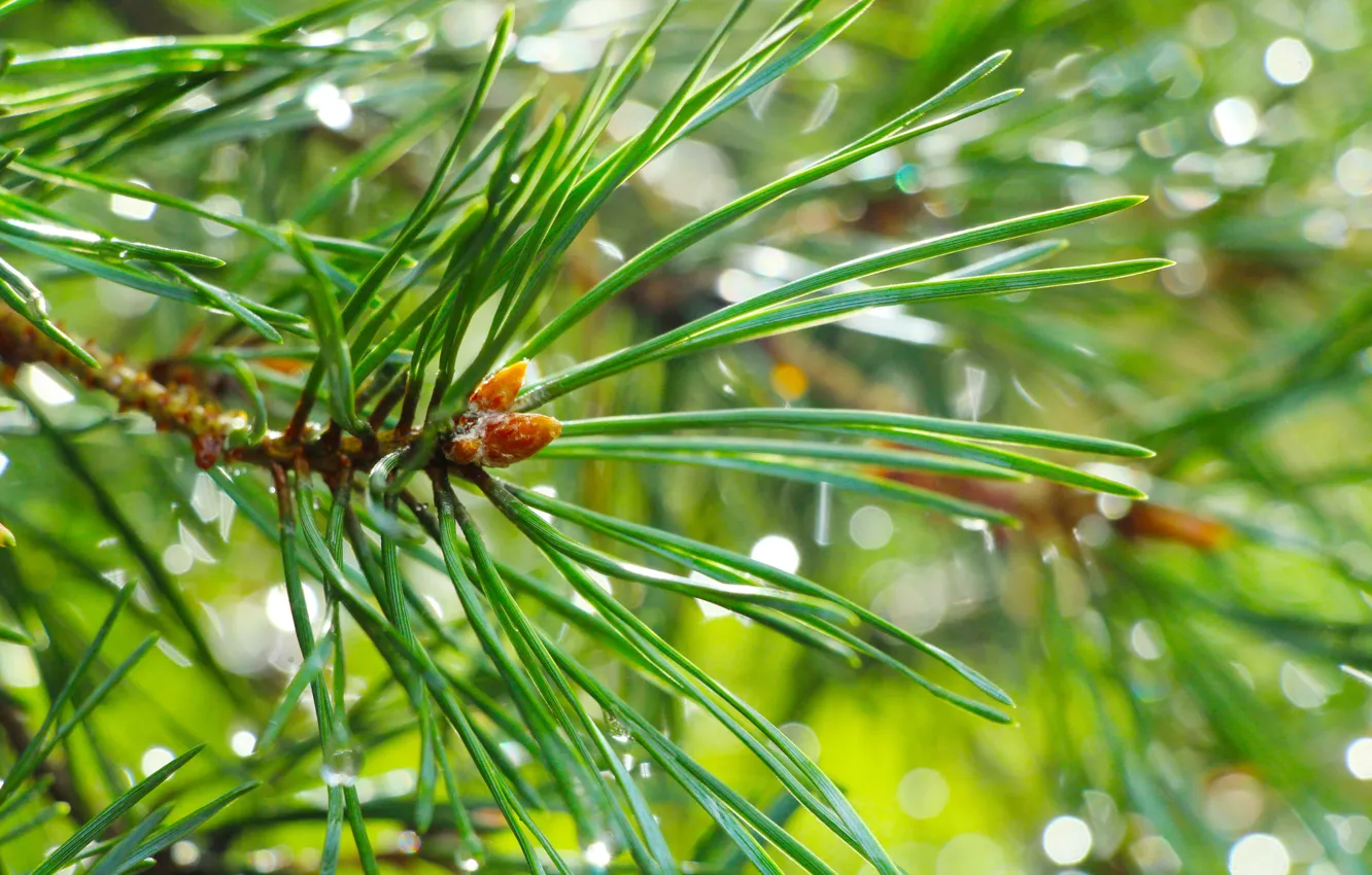 Фото обои green, pine, twig