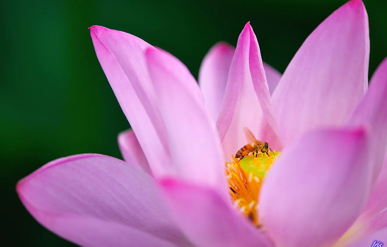 Фото обои цветок, макро, пчела, розовый, лотос, кувшинка, водяная лилия