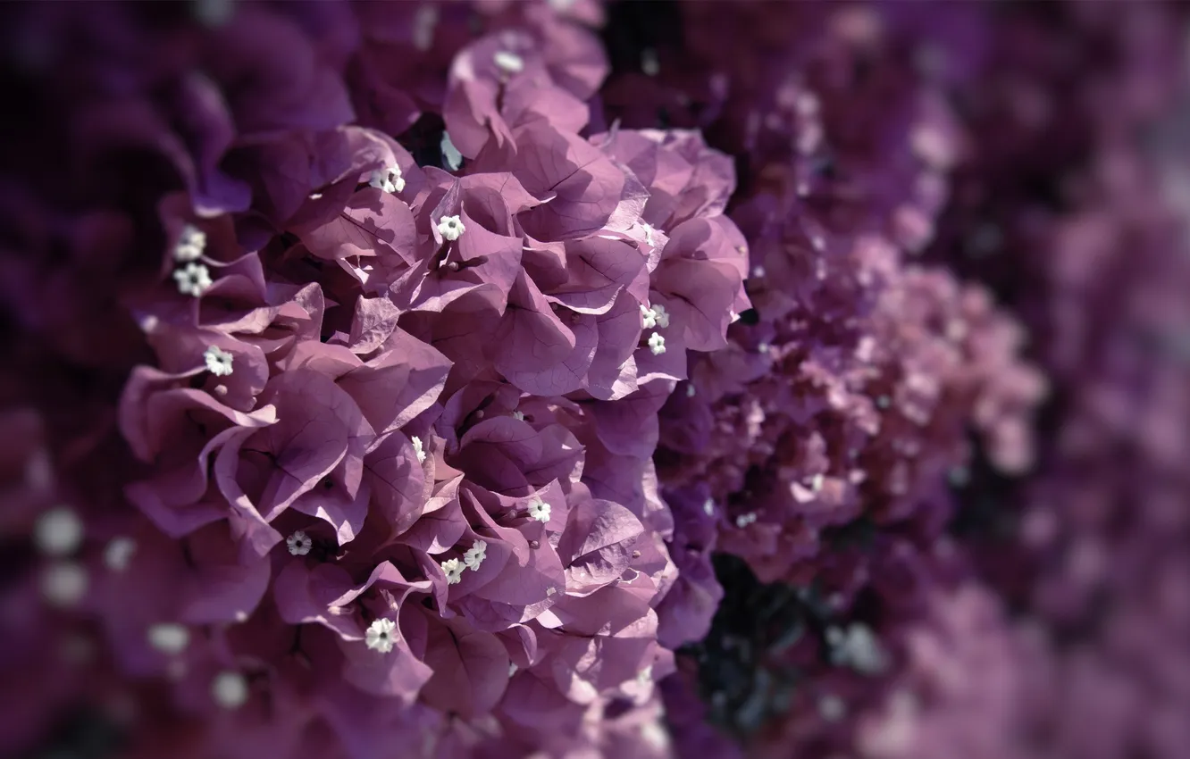Фото обои фиолетовый, макро, цветы, сиреневый, цвет, лиловый, бугенвиллея