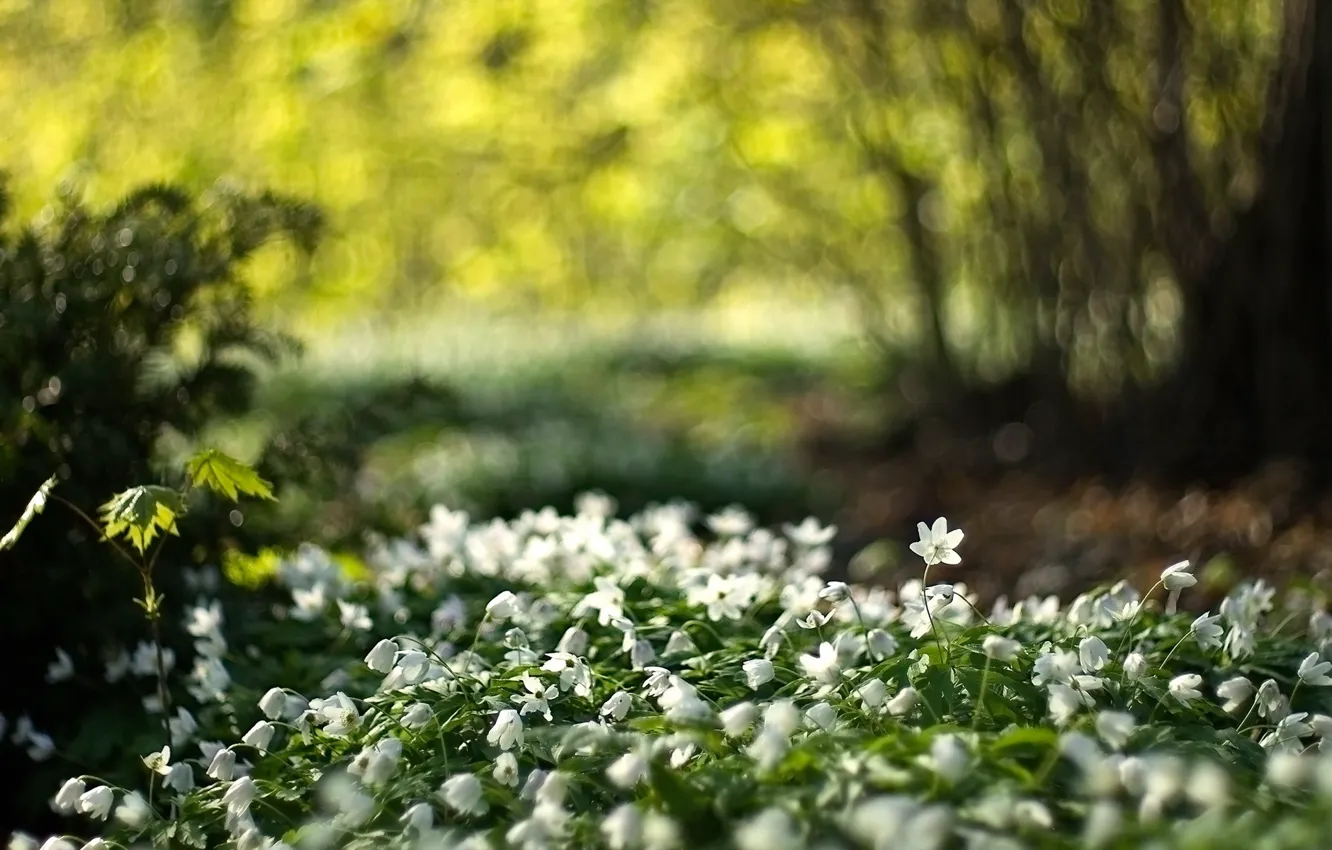 Фото обои свет, цветы, природа