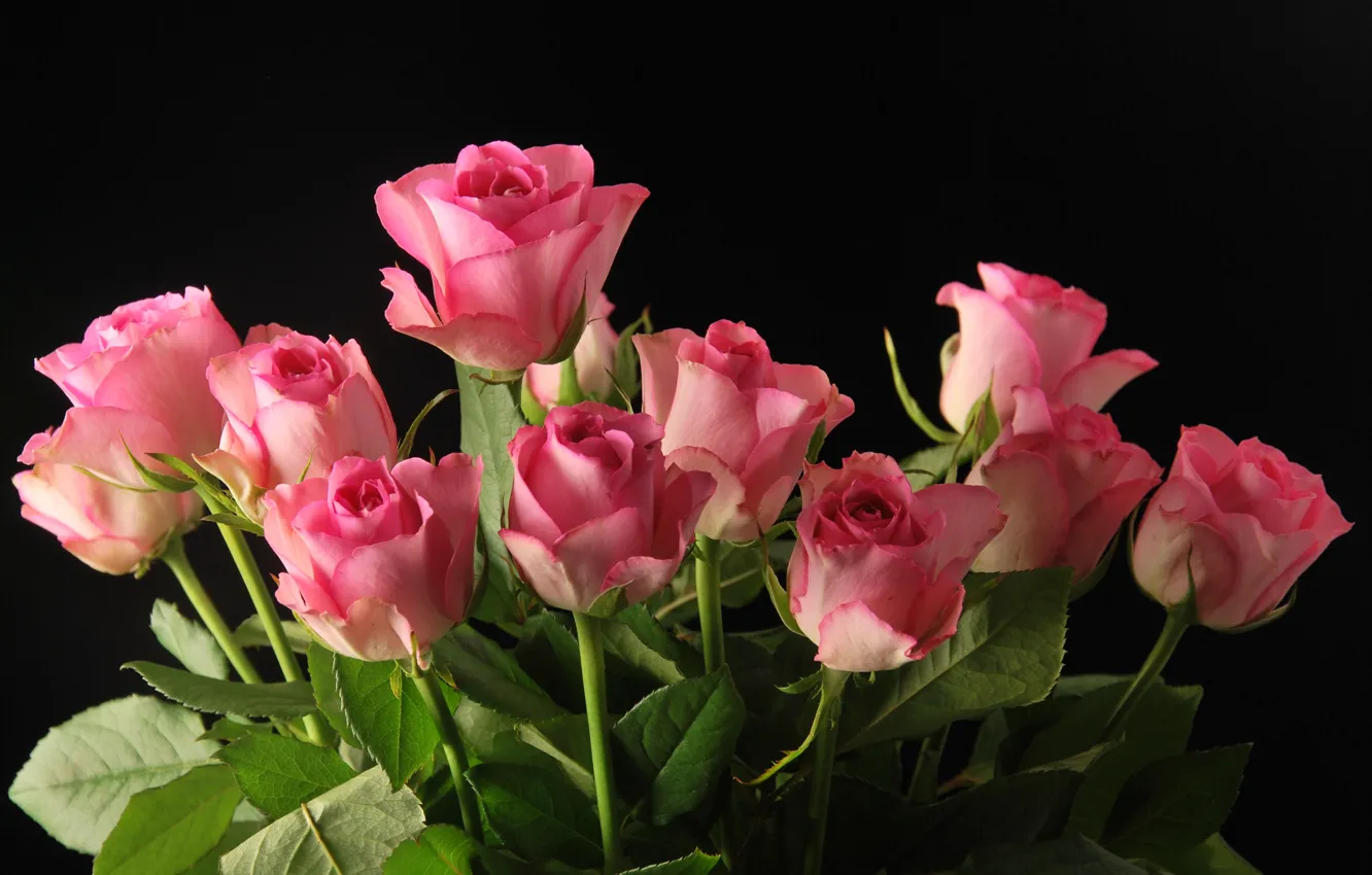 Фото обои цветы, фон, розы, букет, розовые, бутоны, флора