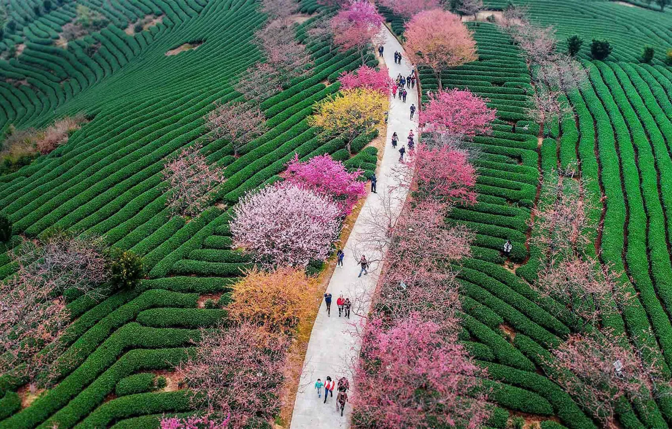 Фото обои вишня, весна, Китай, цветение, чайная плантация, Лунъянь