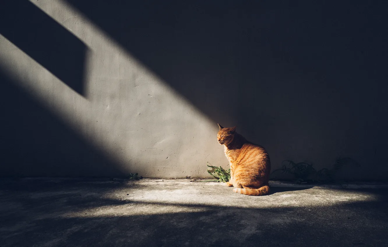 Фото обои кошка, кот, лучи, свет, темный фон, стена, рыжий, сидит