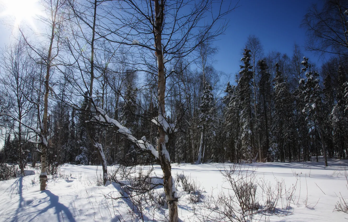 Фото обои зима, лес, небо, солнце, снег, деревья