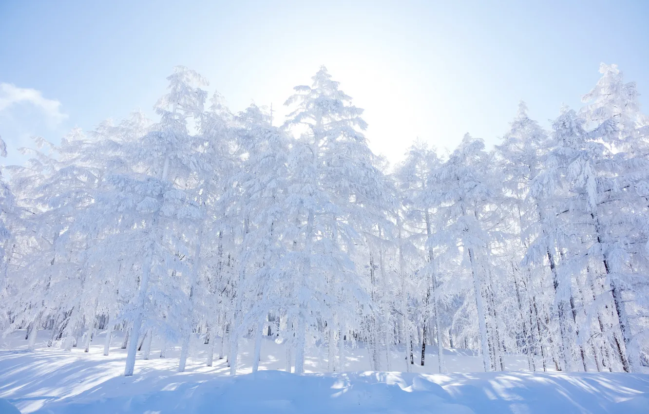 Фото обои зима, лес, небо, снег, деревья, утро