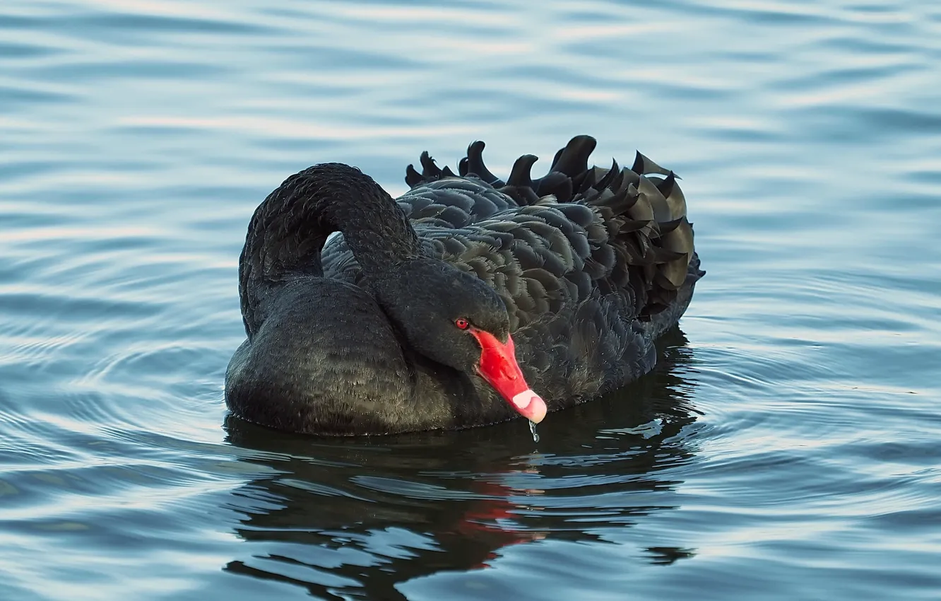 Фото обои вода, озеро, чёрный лебедь
