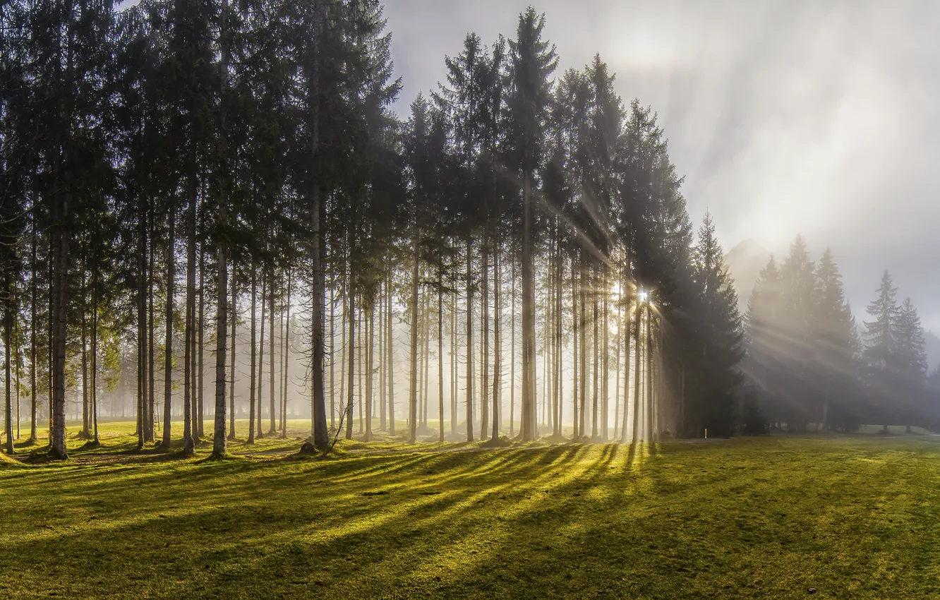 Фото обои лес, солнце, лучи, свет, деревья, природа, туман, Австрия