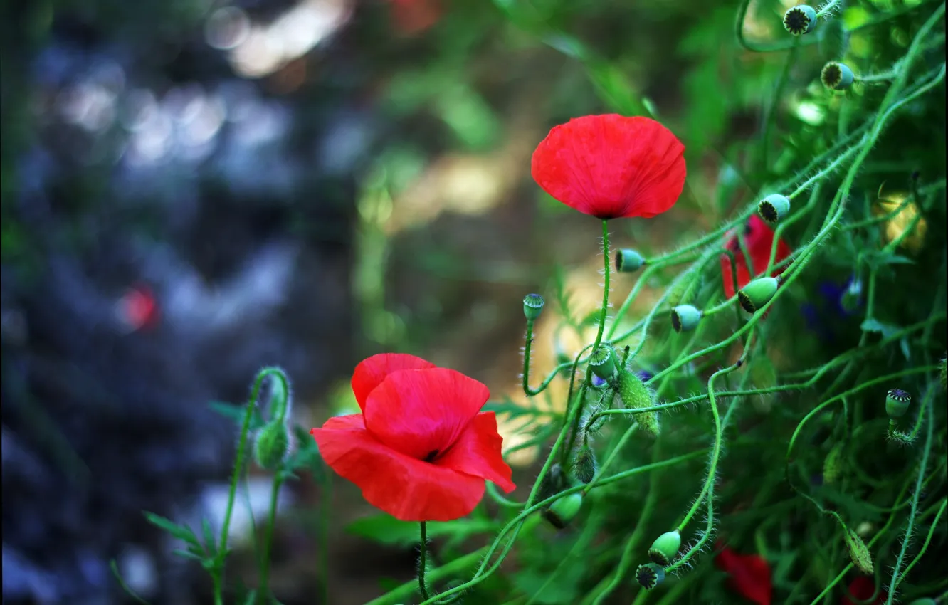 Фото обои весна, spring, красные маки, Red poppy