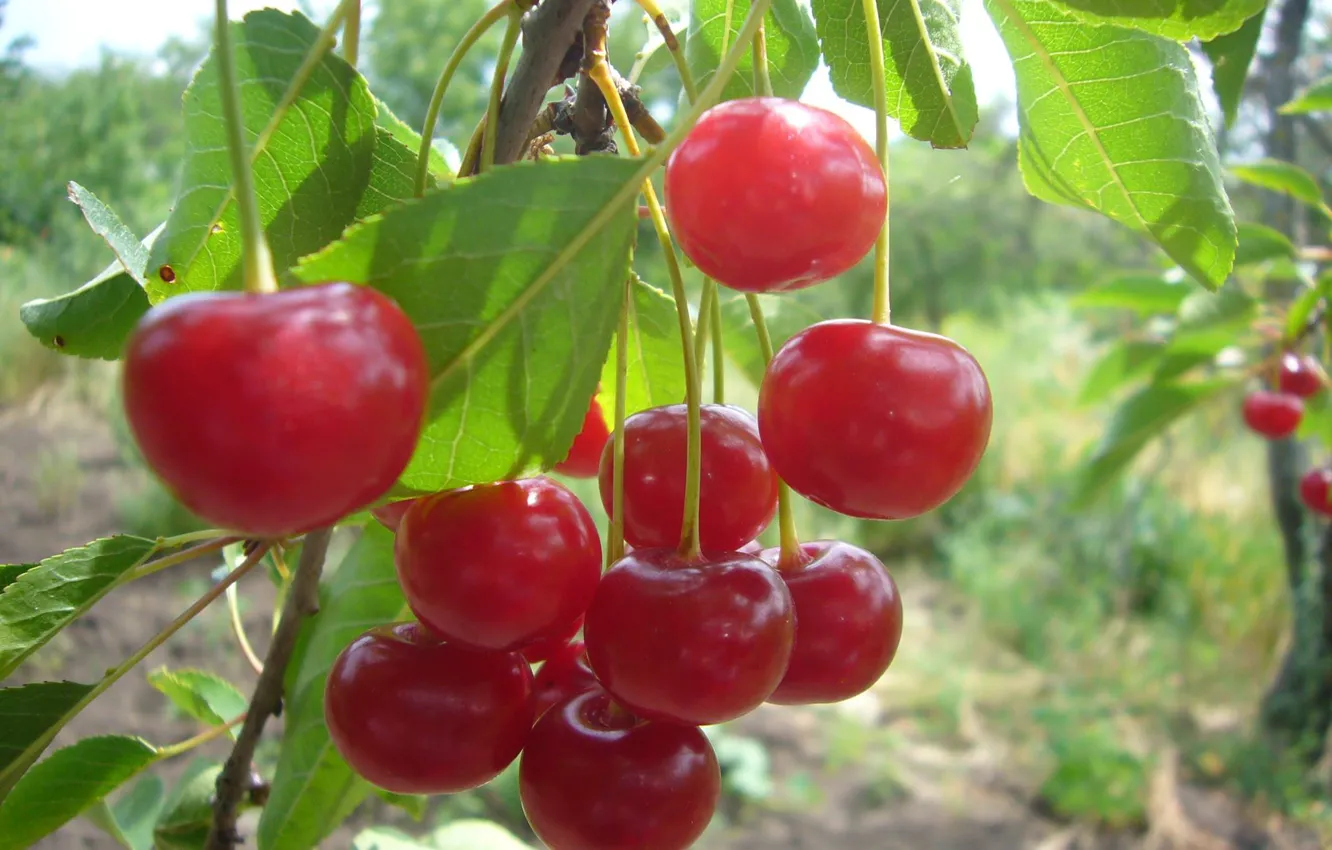 Фото обои summer, sunny day, cherry