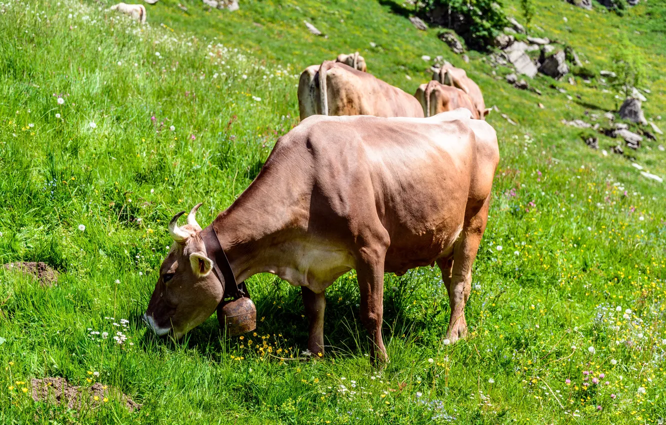 Фото обои Трава, Швейцария, Склон, Животное, Корова