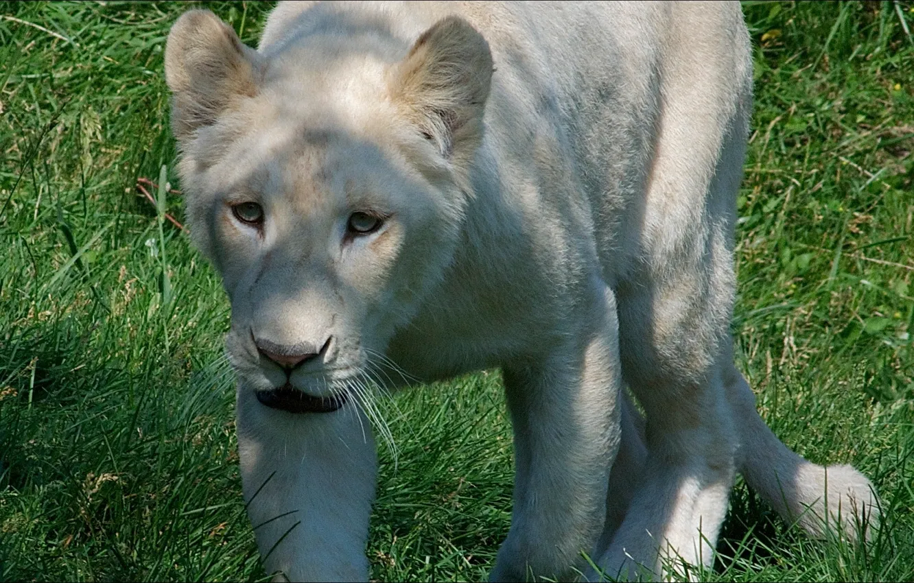 Фото обои animals, nature, lion, white)