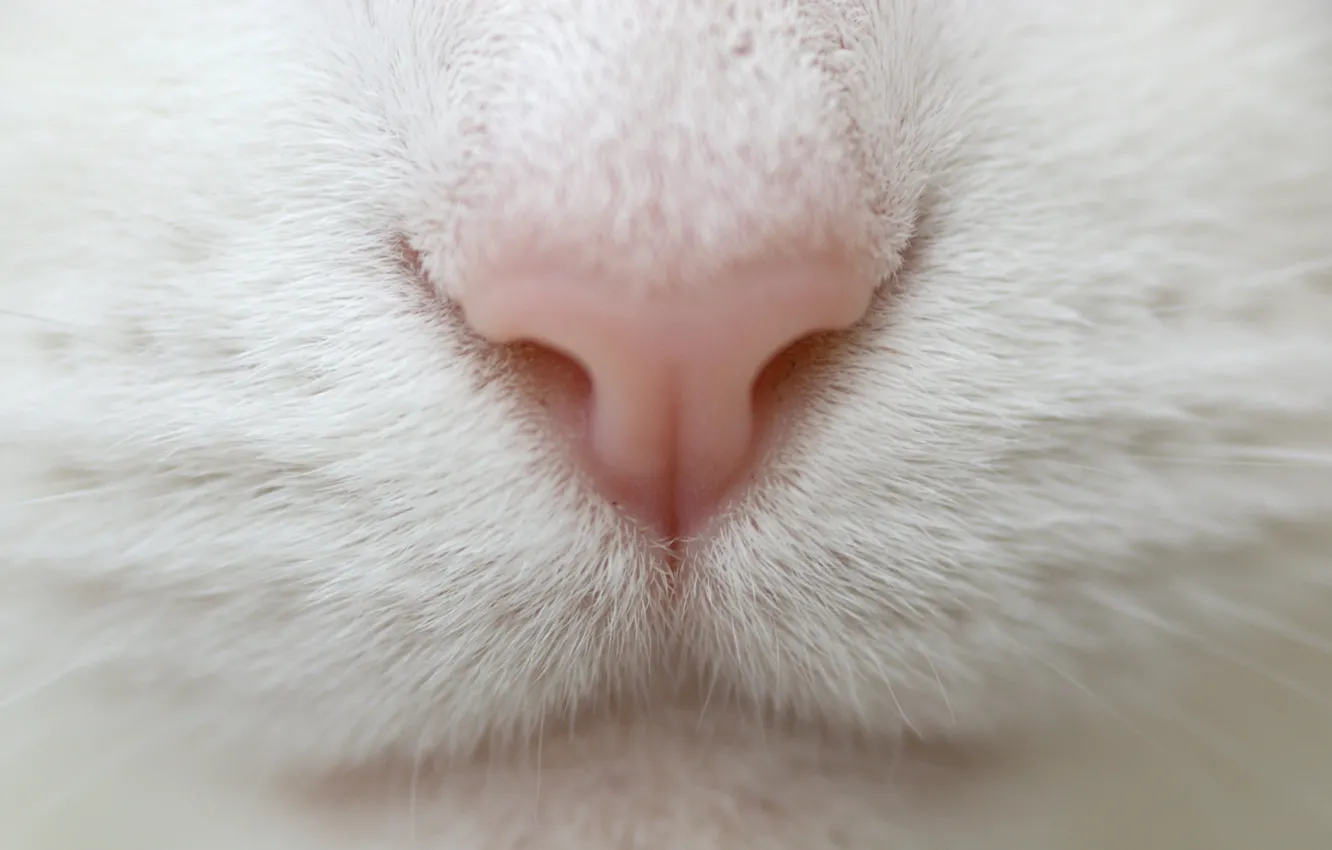 Фото обои белый, кот, усы, макро, нос, macro