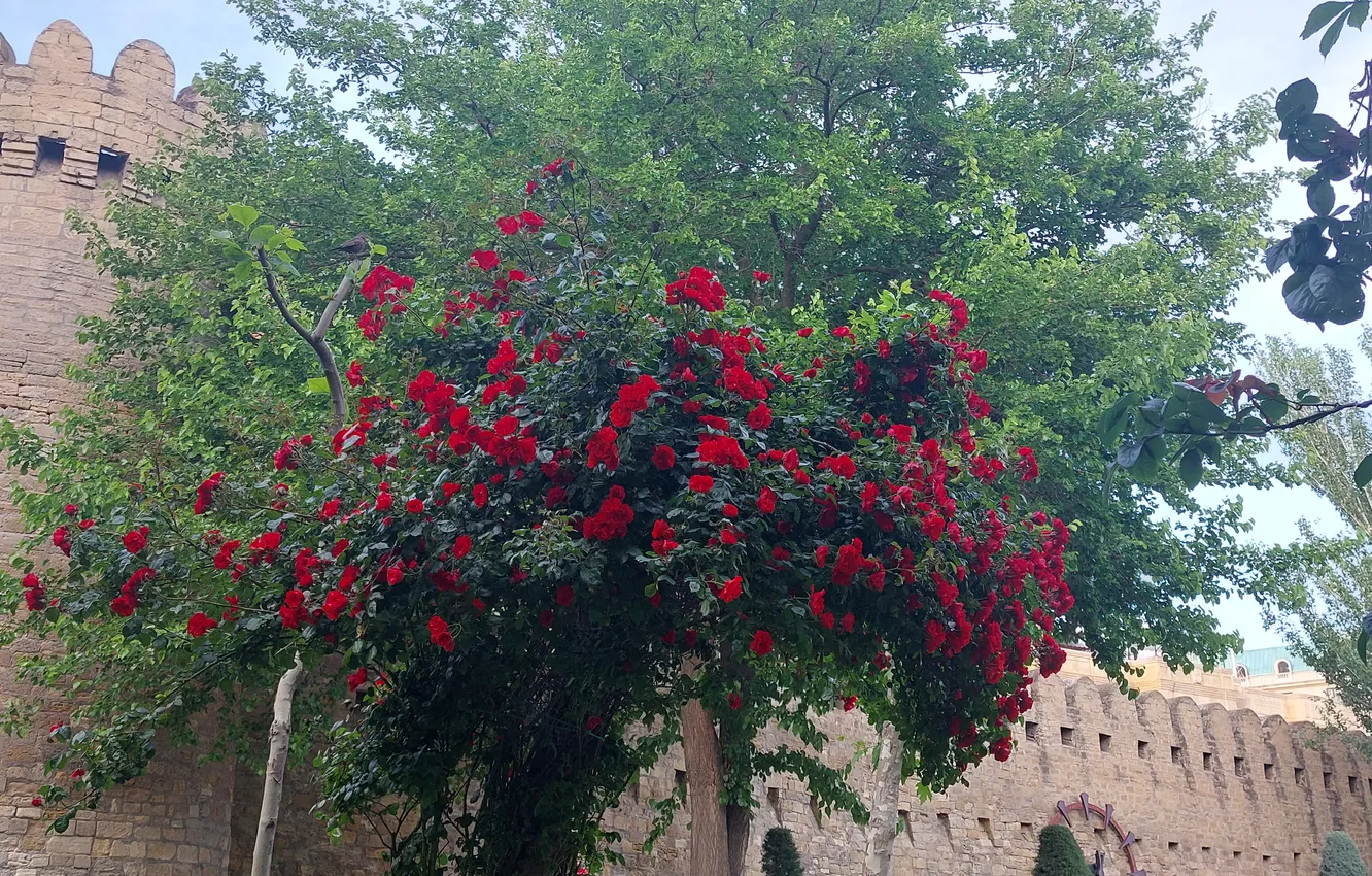 Фото обои Цветы, Парк, Крепость, Flowers, Park, Азербайджан, Azerbaijan, Baku
