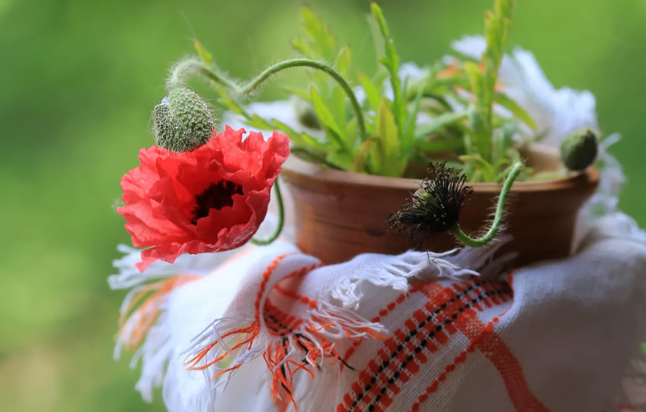 Фото обои макро, мак, бутоны