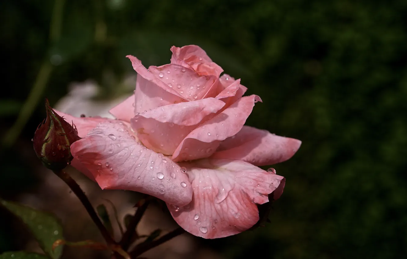 Фото обои цветок, роза, капли воды