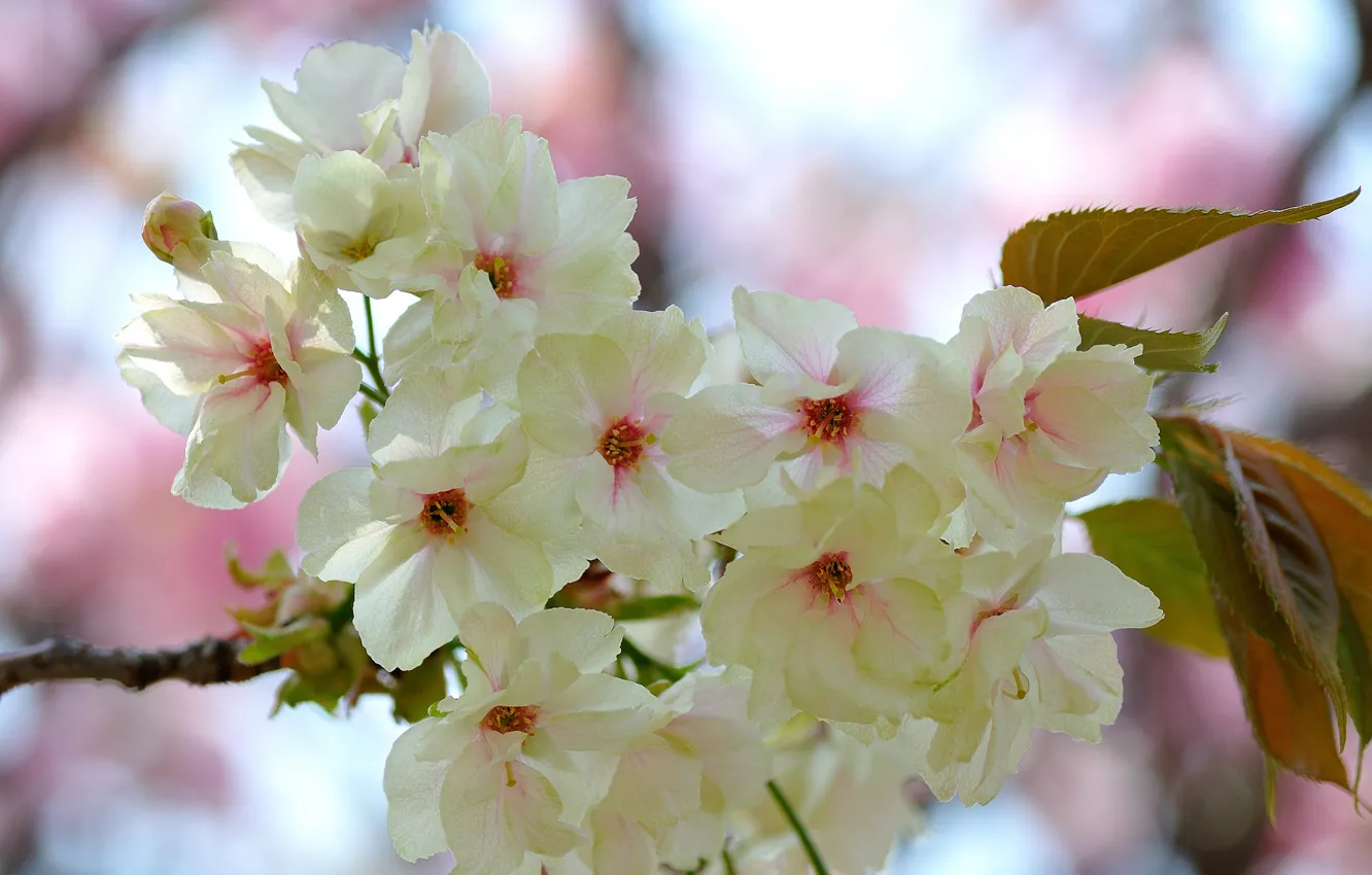 Фото обои листья, цветы, ветка, весна, цветение, бело-розовые