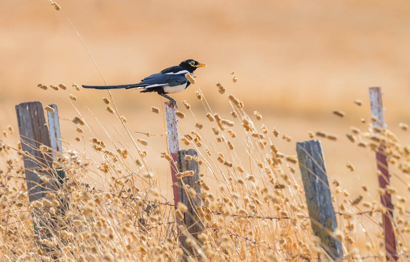 Фото обои лето, птица, забор, Yellow-billed Magpie