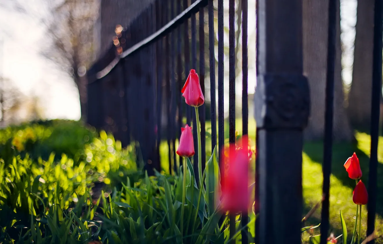 Фото обои цветы, город, забор, тюльпаны