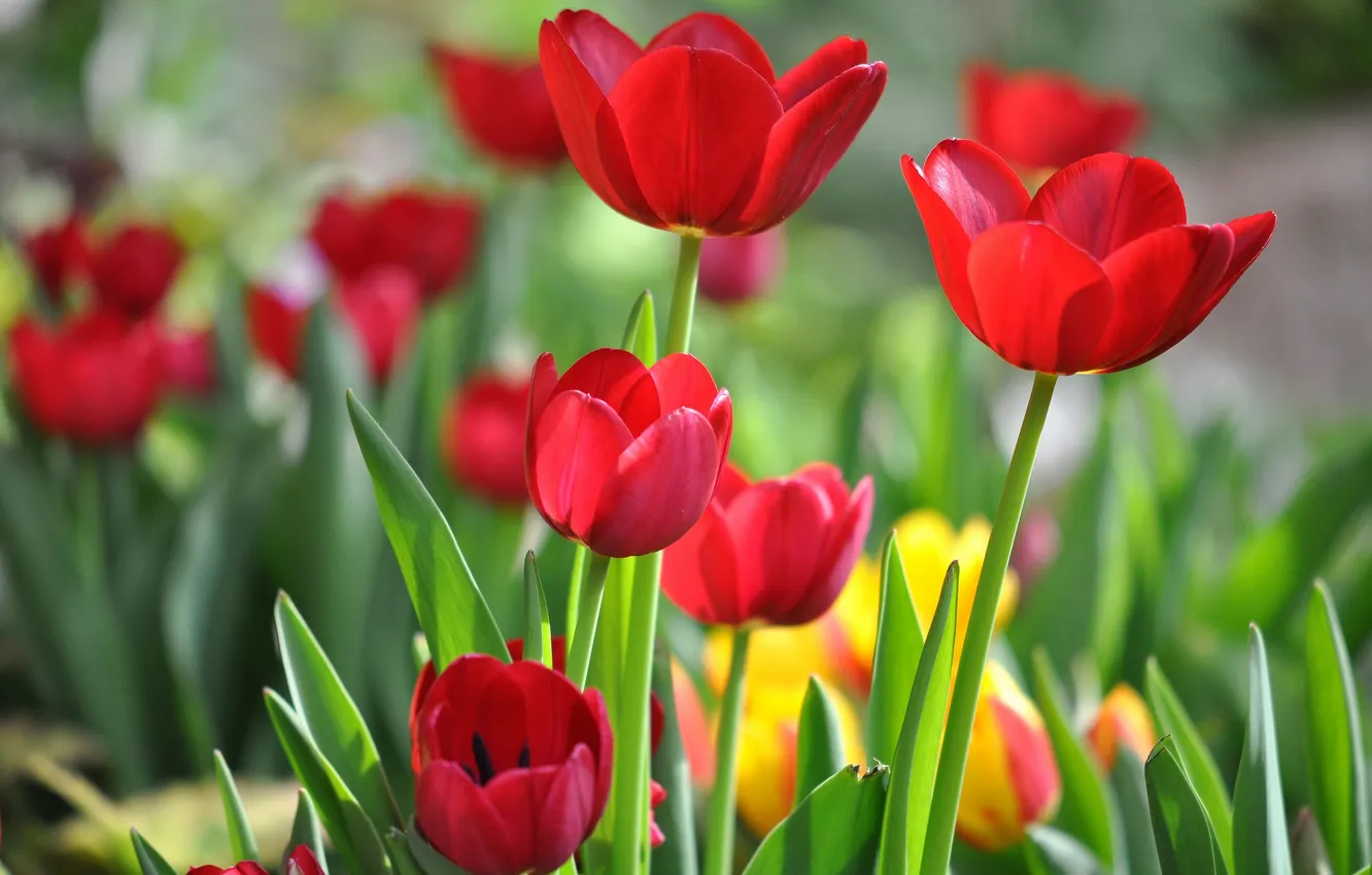 Фото обои лепестки, тюльпаны, красные