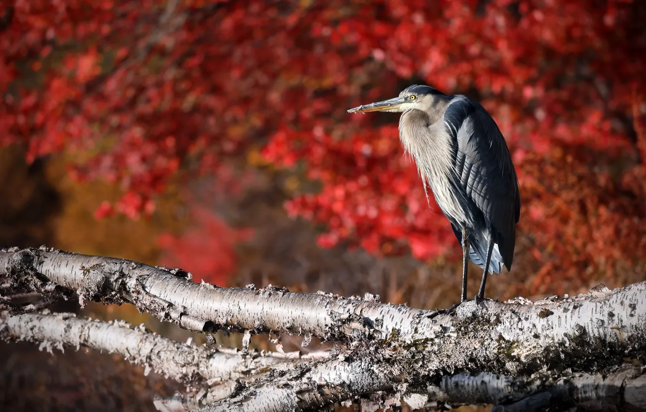 Фото обои природа, птица, Great Blue Heron, Ardea herodias, Grand Héron