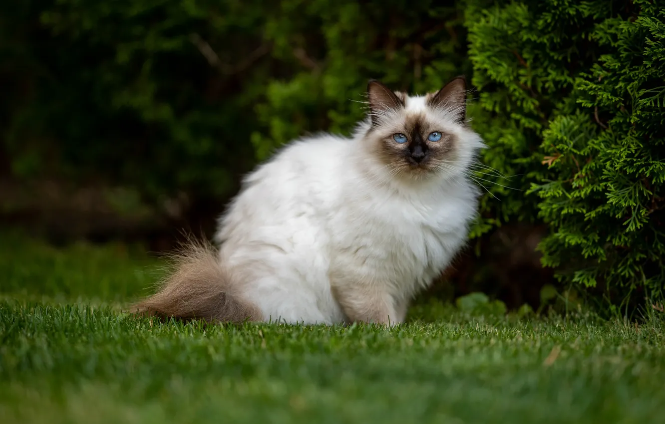 Фото обои зелень, кошка, трава, кот, взгляд, ветки, природа, газон