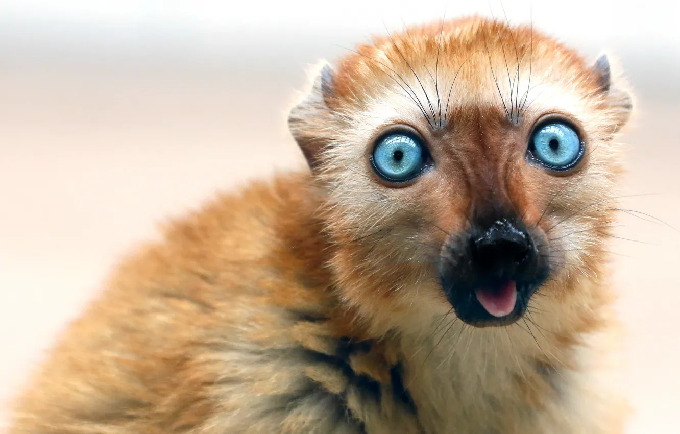 Фото обои взгляд, обезьяна, Lemur