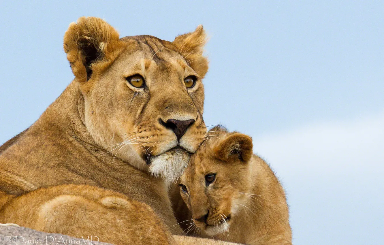 Фото обои детёныш, львы, львица, львёнок, материнство