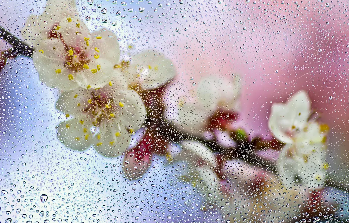 Фото обои мокро, стекло, капли, макро, цветы, ветка, весна