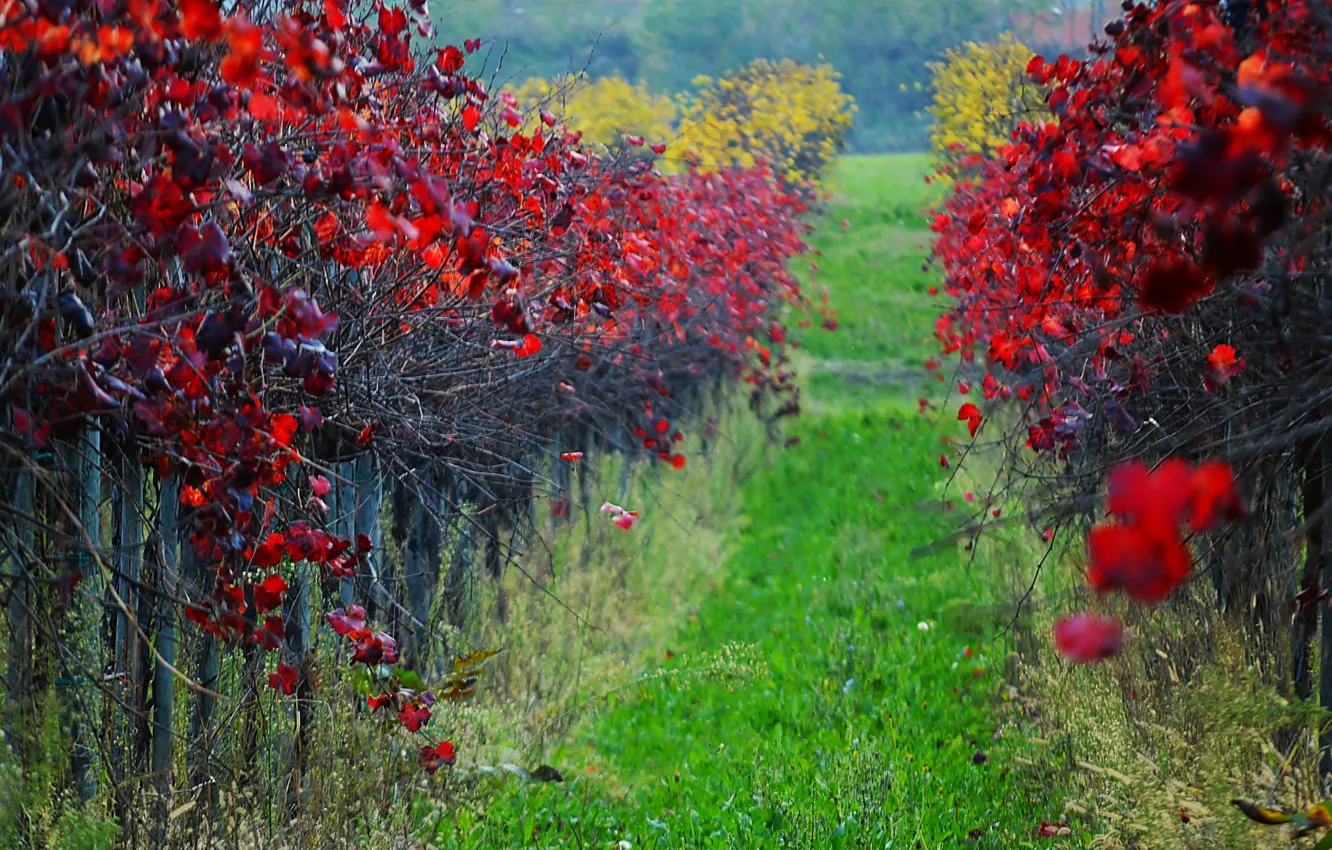 Фото обои осень, листья, виноградник, багрянец