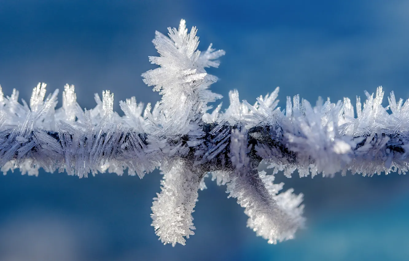 Фото обои холод, иней, проволока, мороз, кристаллы