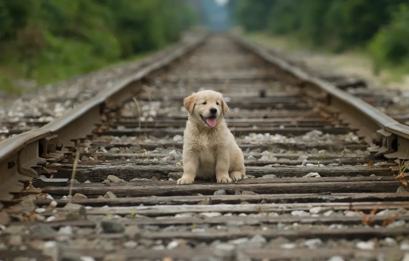 Фото обои рельсы, щенок, puppy, rails, золотистый ретривер, golden retriever, Stan Fellerman