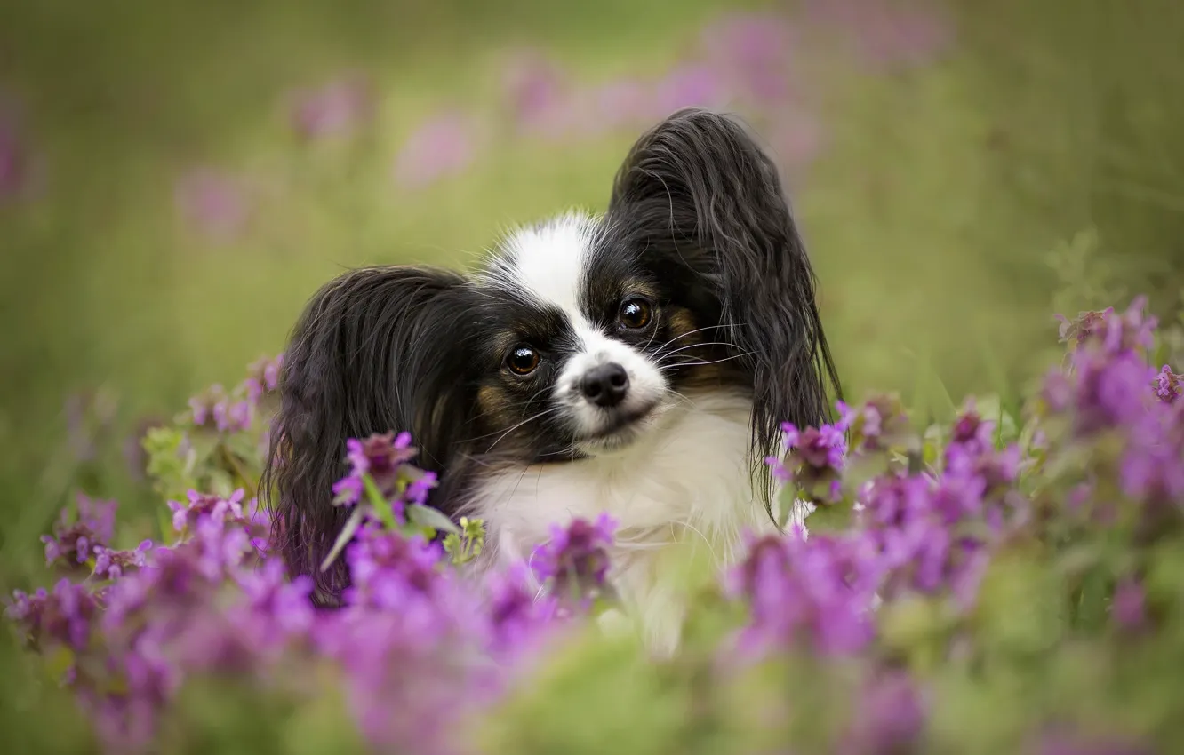 Фото обои взгляд, цветы, собака