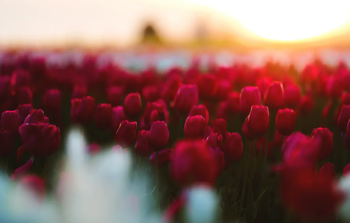 Фото обои свет, цветы, размытие, весна, тюльпаны, красные, боке, тюльпановое поле