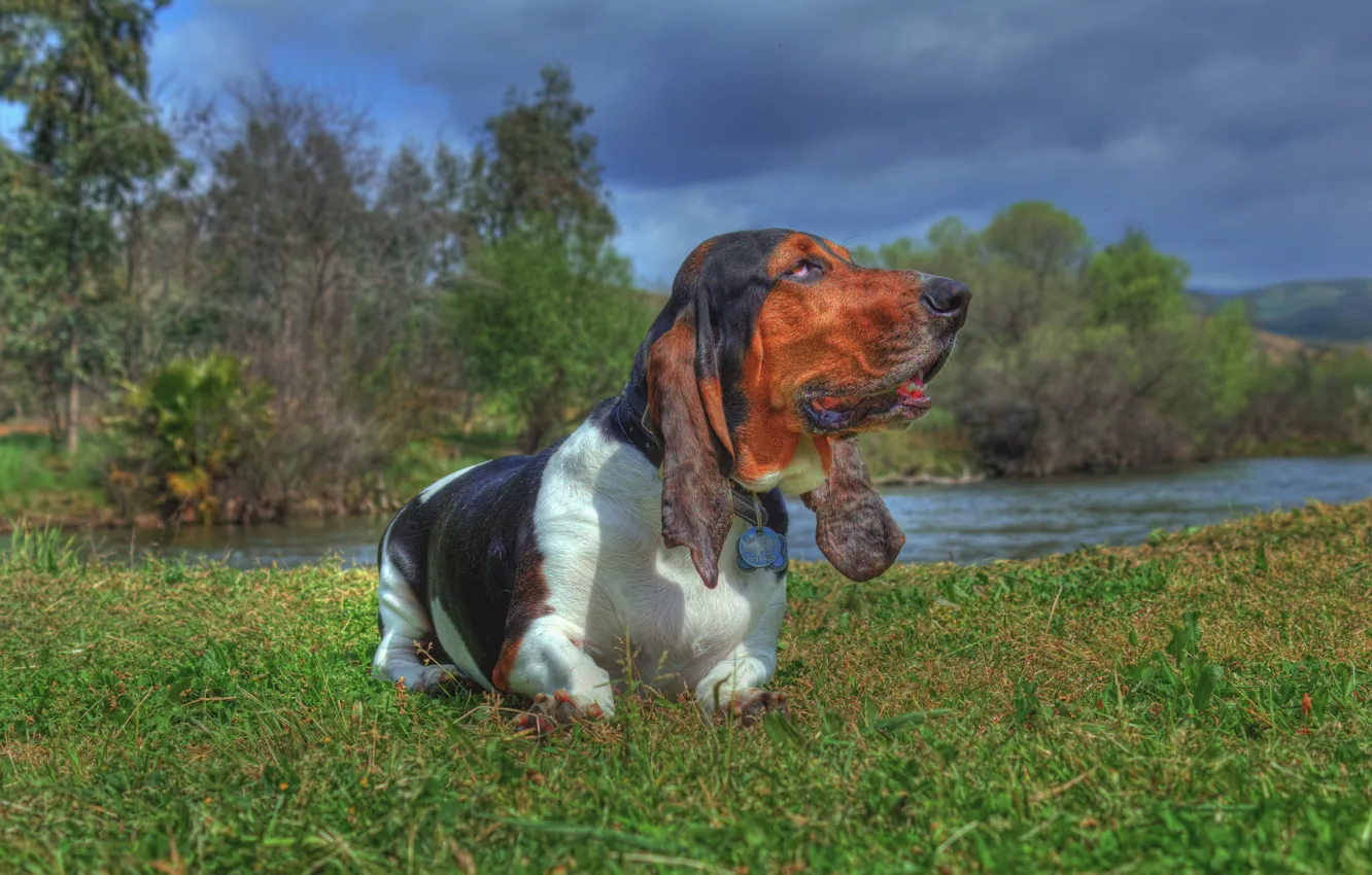 Фото обои трава, природа, река, собака, Бассет-хаунд