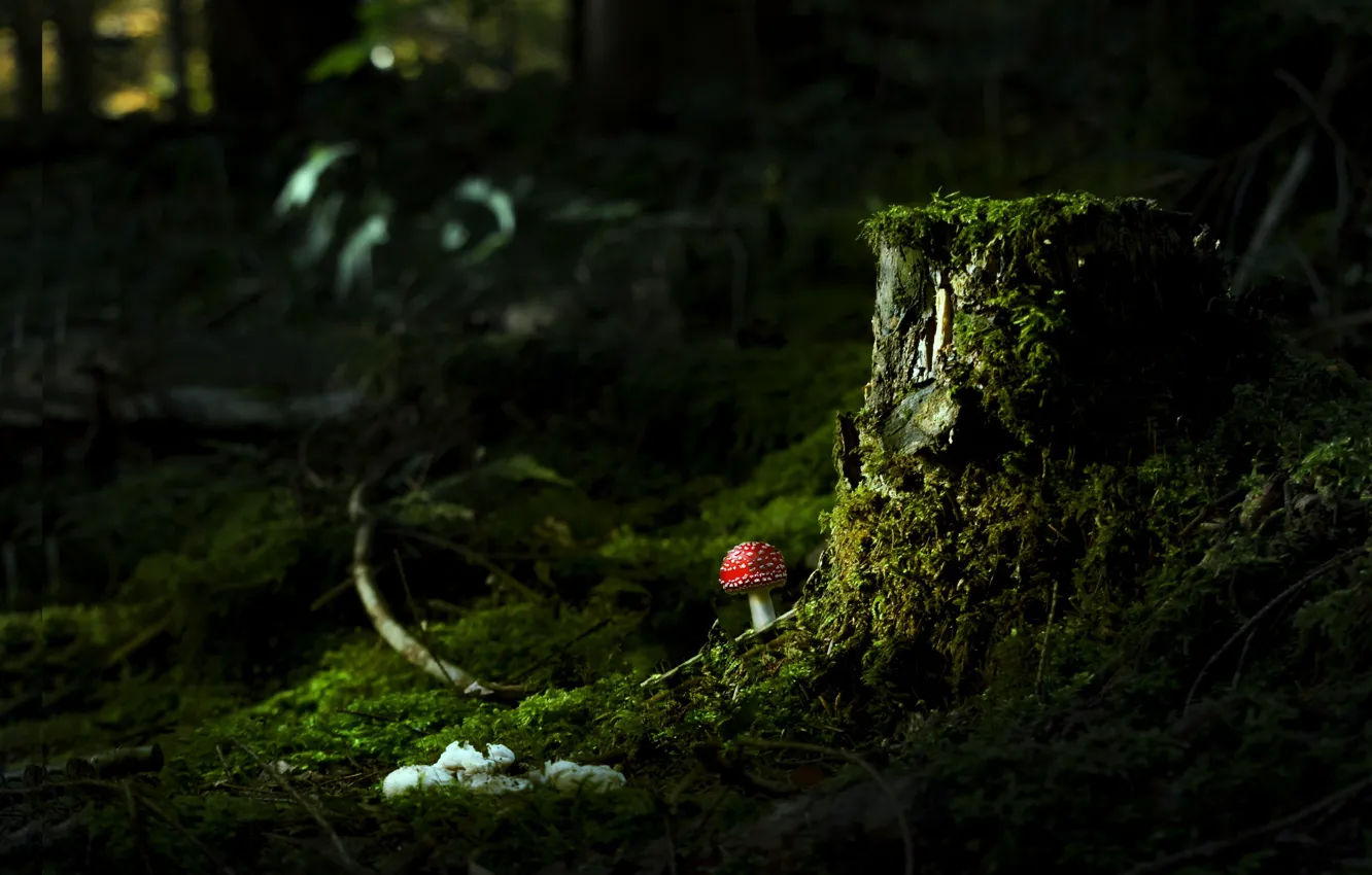 Фото обои лес, природа, гриб