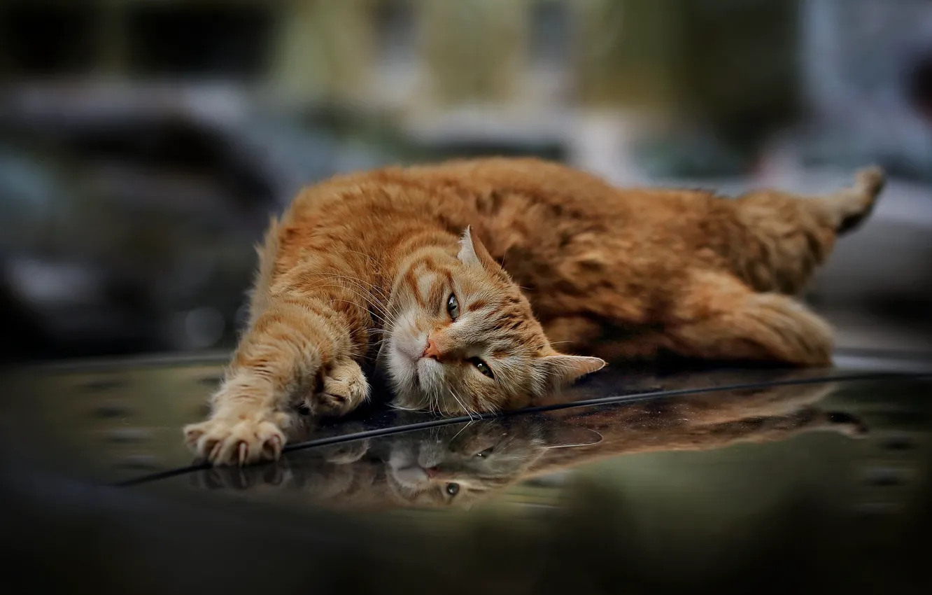 Фото обои кот, отражение, рыжий, потягушки, котейка, на капоте