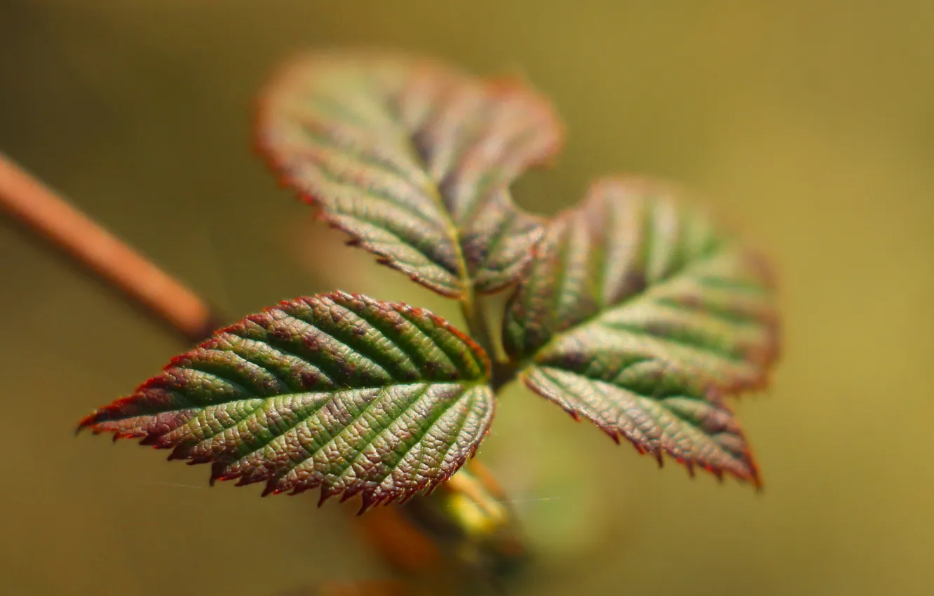 Фото обои leaf, plant, twig