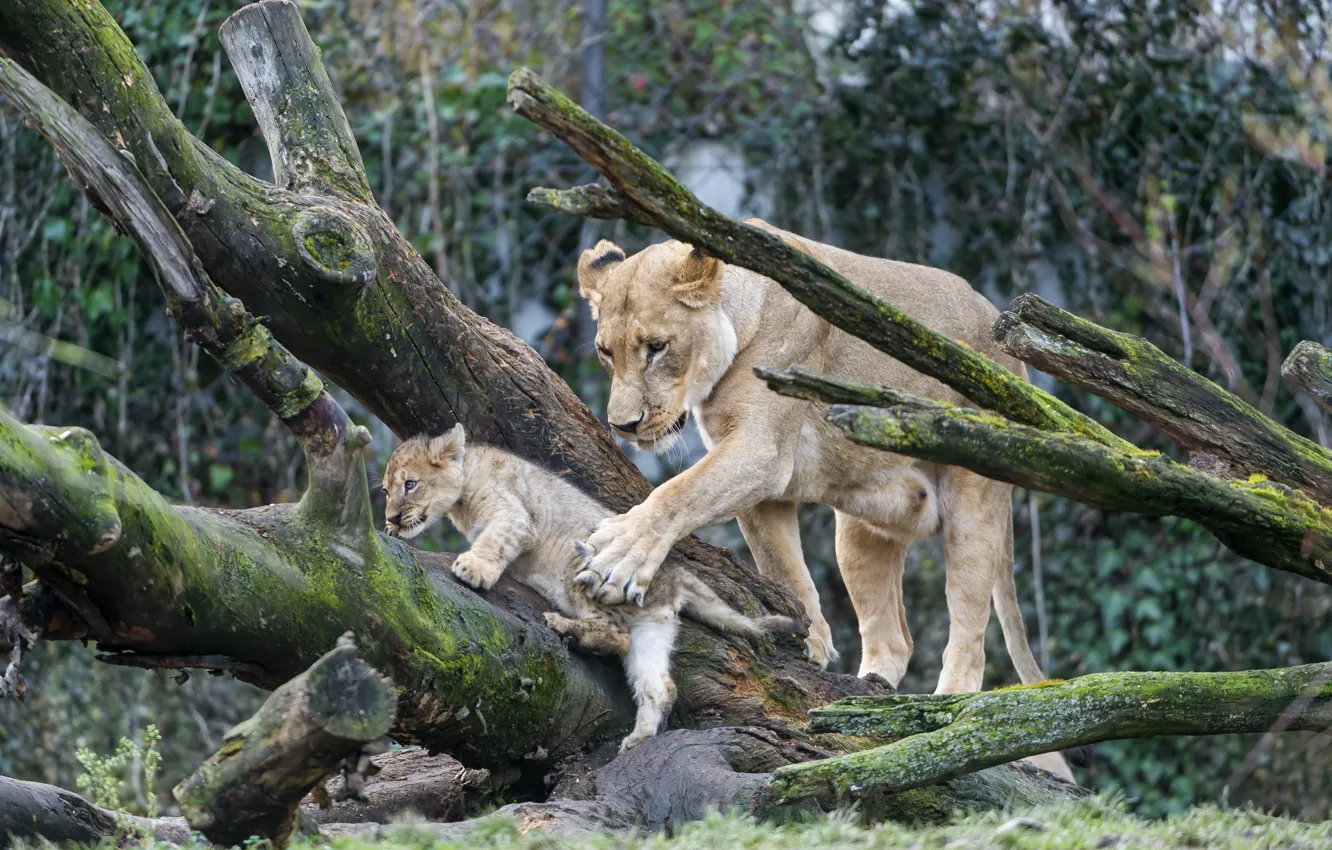 Фото обои кошки, дерево, мох, детёныш, котёнок, львы, львица, львёнок