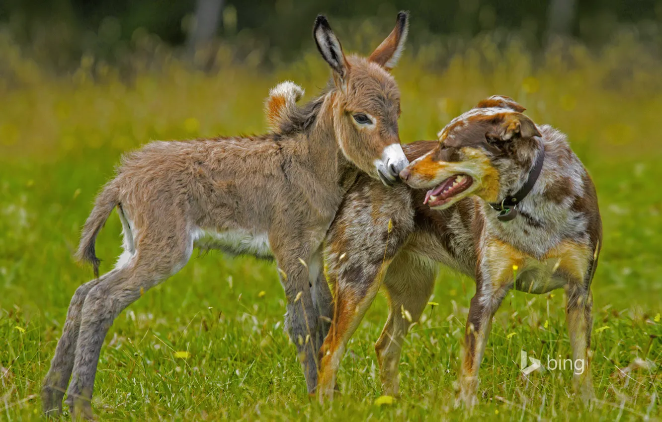 Фото обои трава, собака, луг, ослик
