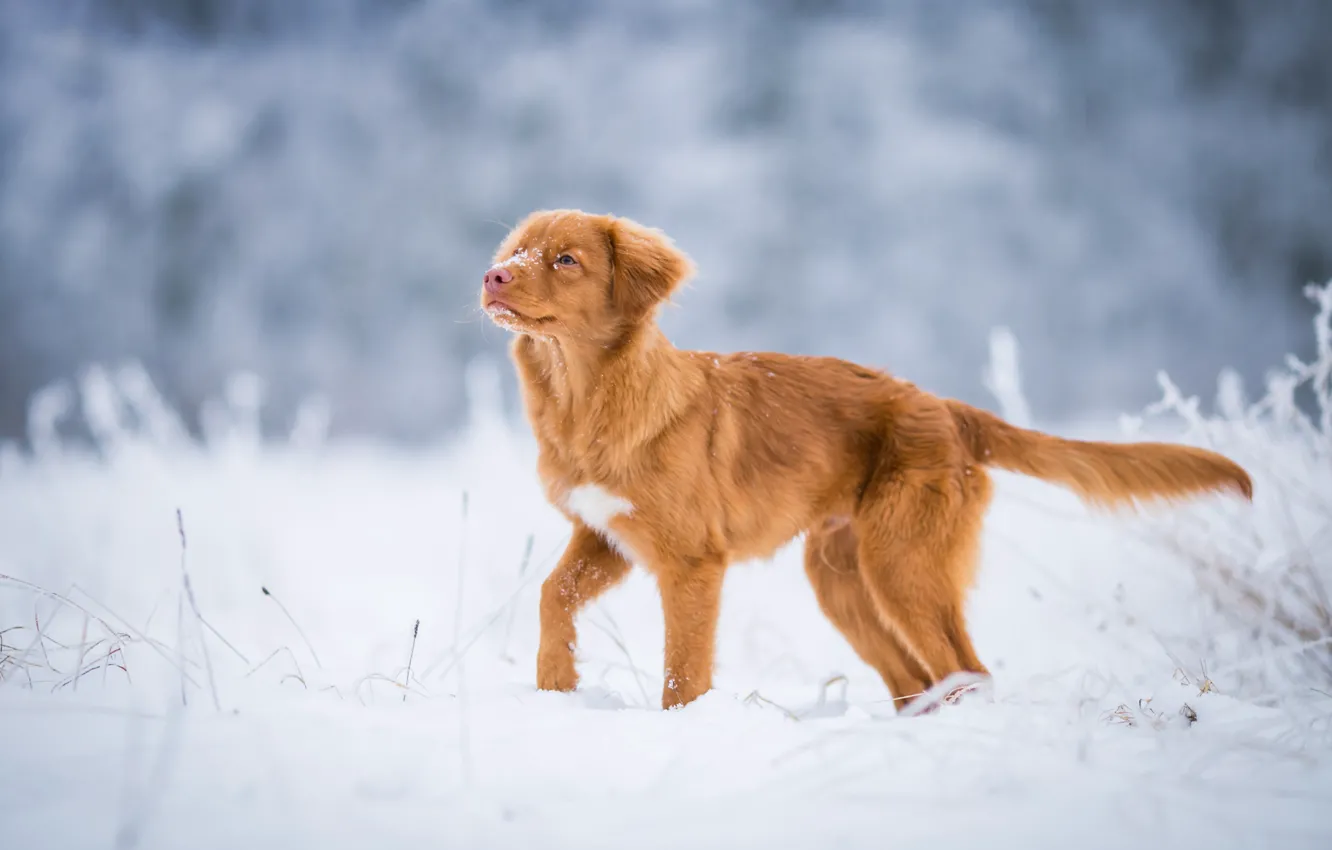 Фото обои зима, иней, поле, взгляд, снег, природа, поза, собака