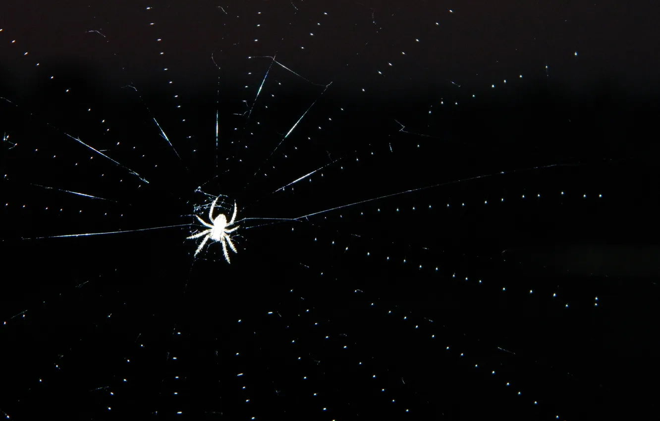 Фото обои макро, ночь, паутина, паук, spider