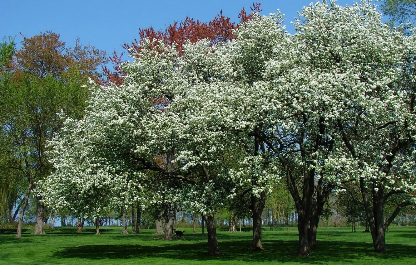 Фото обои деревья, природа, фото, цвет, весна