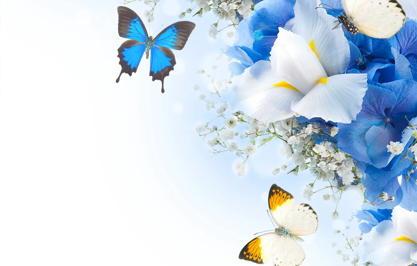 Фото обои бабочки, цветы, гортензия