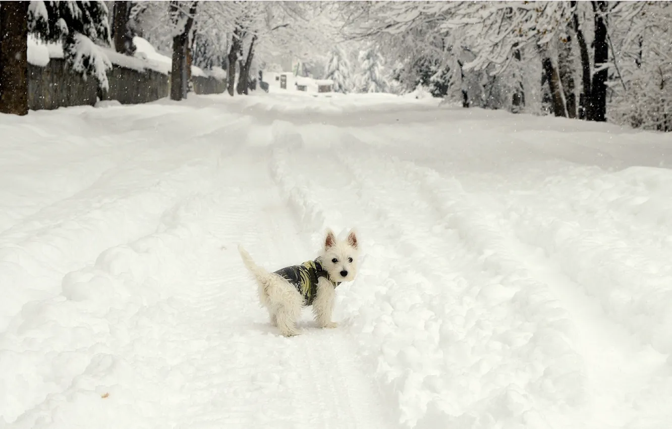Фото обои Зима, Снег, Собачка, Dog, Winter, Frost, Snow, Вест-хайленд-уайт-терьер