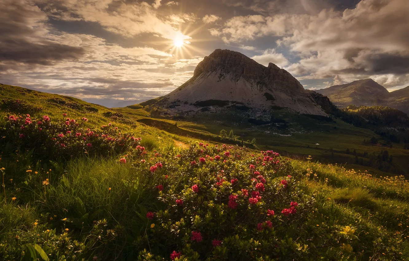 Фото обои небо, трава, солнце, облака, цветы, горы, Альпы, Италия