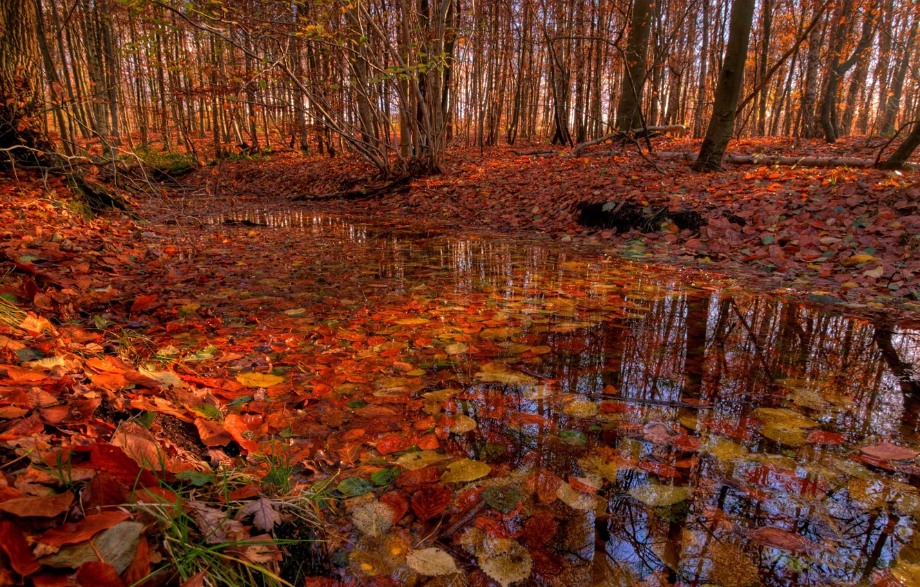 Фото обои осень, лес, деревья, ручей, листва, речка