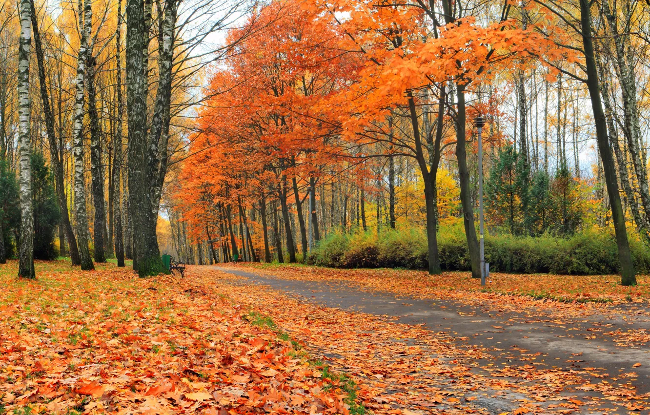 Фото обои осень, лес, листья, деревья, парк, желтые, аллея, скамейки