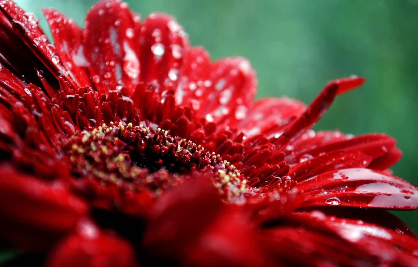 Фото обои цветок, капли, макро, красный, растение, лепестки